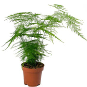 Asparagus setaceus Baby plant Plants Almost Paradise Berlin